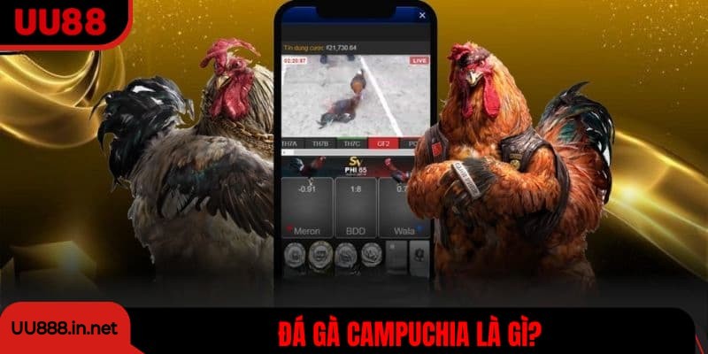 Đá gà Campuchia là gì?