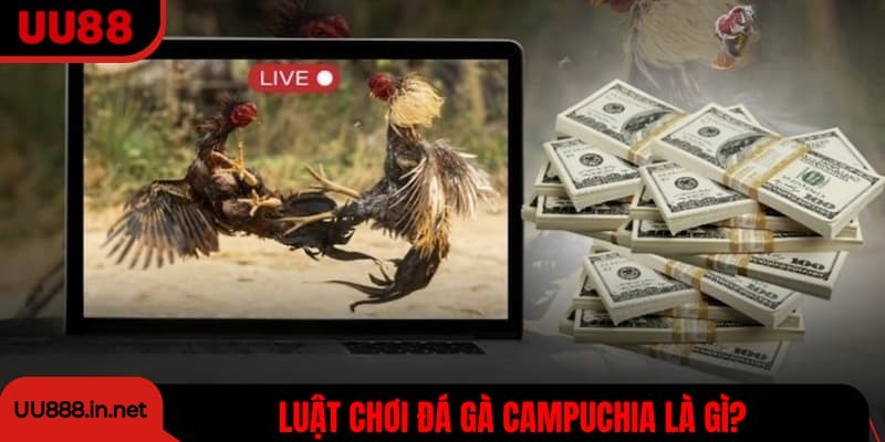 Luật chơi và cách thi đấu đá gà Campuchia