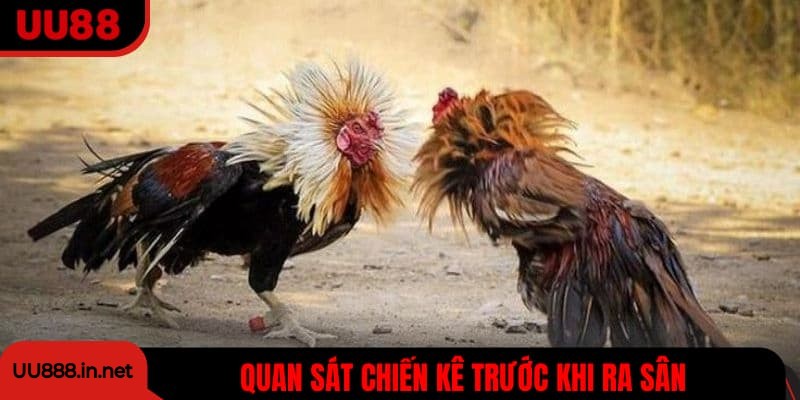 Quan sát tổng quan về gà trước trận đấu