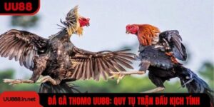 Đá Gà Thomo UU88