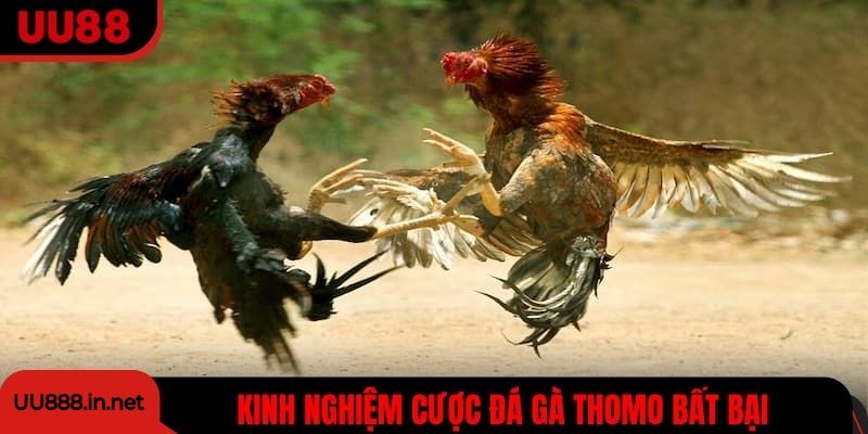 Kinh nghiệm cược đá gà Thomo bách chiến bách thắng