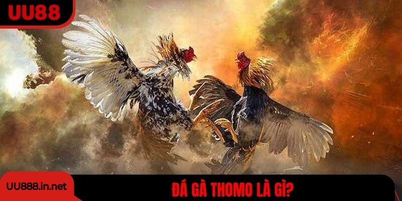 Đá gà Thomo là gì?