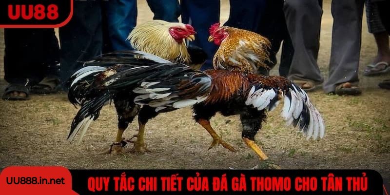Khám phá quy tắc chi tiết của đá gà Thomo UU88 cho tân thủ