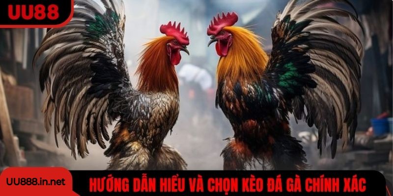 Hướng dẫn hiểu và chọn kèo cược đá gà chính xác, hiệu quả