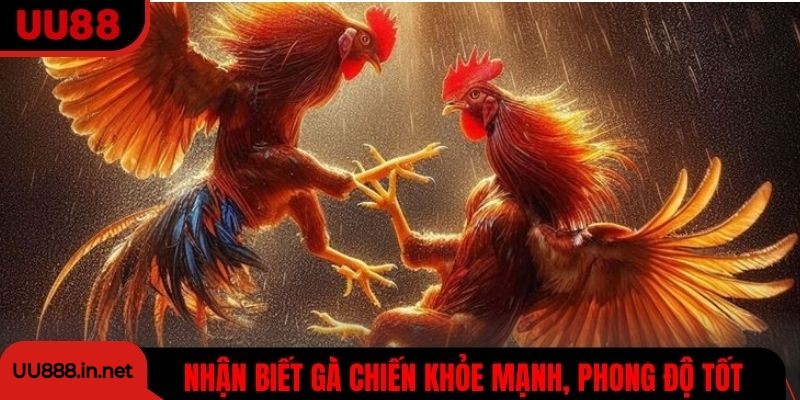 Nhận biết gà chiến khỏe mạnh, phong độ tốt dựa trên dáng và cử chỉ