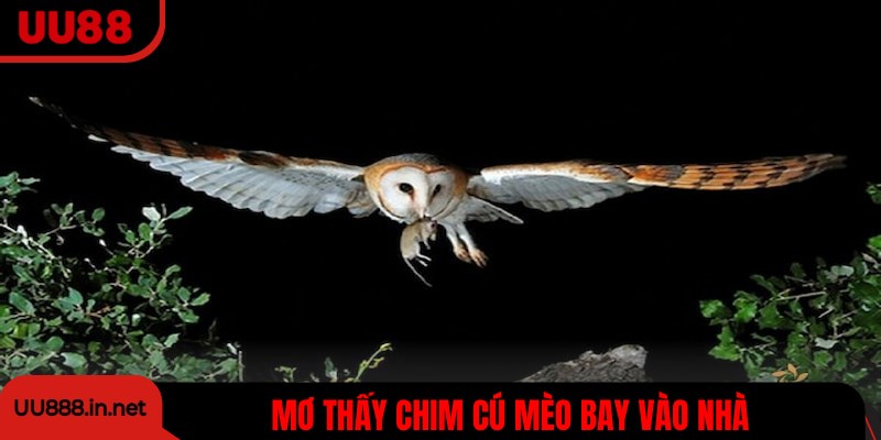 Giải mã giấc mơ thấy chim cú mèo vào nhà