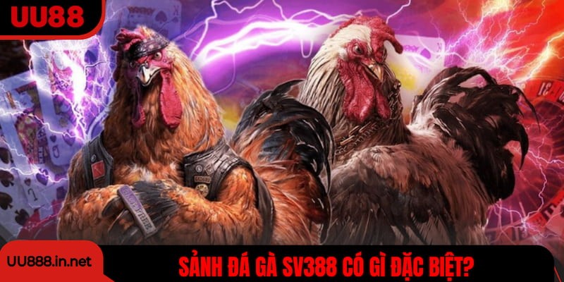 Sảnh đá gà SV388 có gì đặc biệt?