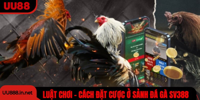 Luật chơi và cách đặt cược ở sảnh đá gà SV388 cho tân thủ