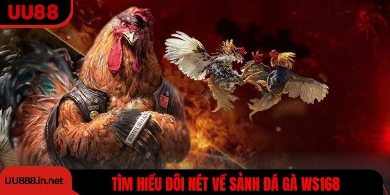 Tìm hiểu đôi nét về sảnh đá gà WS168