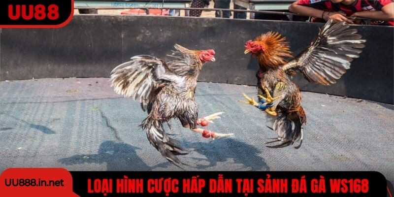 Những loại hình cược hấp dẫn xuất hiện tại sảnh đá gà WS168
